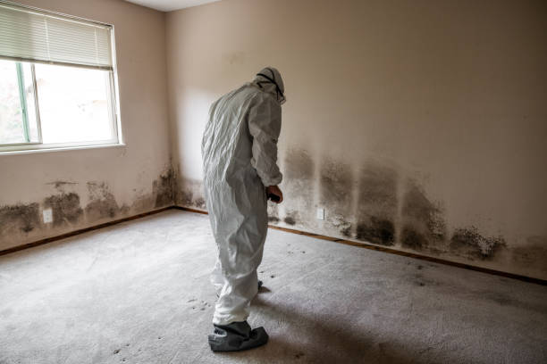 Best Health and Safety Mold Remediation in Kenova, WV